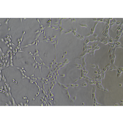 小鼠細胞xgxc成管后-孔2-視野1