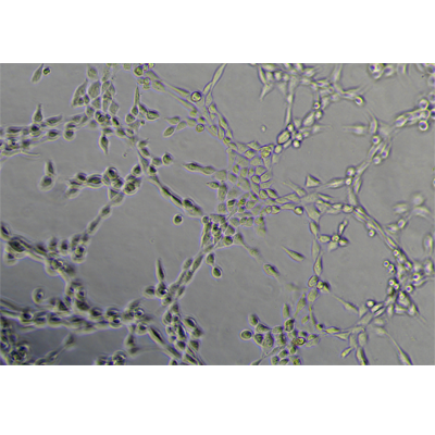 小鼠細胞xgxc成管后-孔4-視野3
