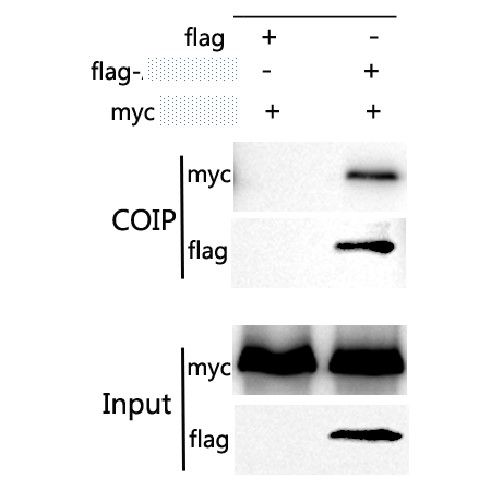 CO-IP實(shí)驗(yàn)