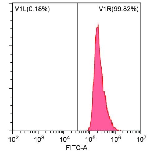 髁突軟骨細(xì)胞細(xì)胞增殖檢測(cè)