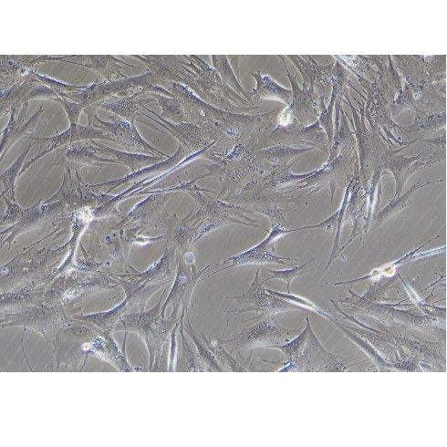 模型組細胞白光拍照