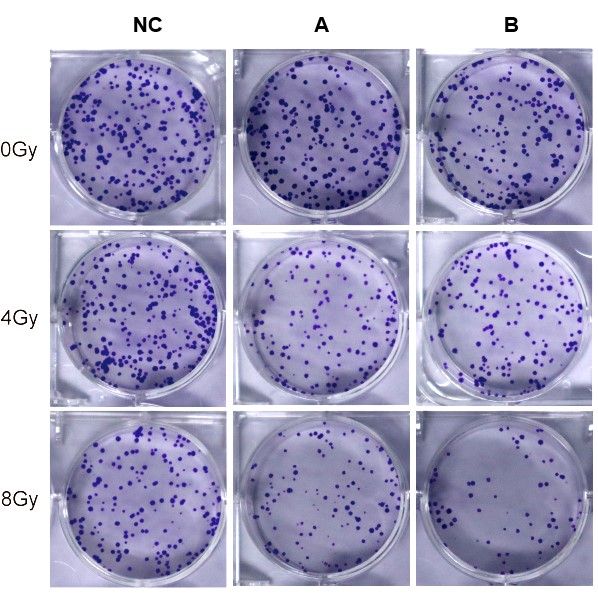 平板克隆檢測(cè)