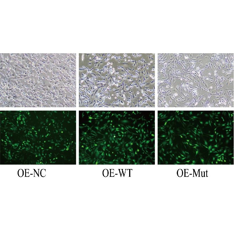 細胞活性氧檢測