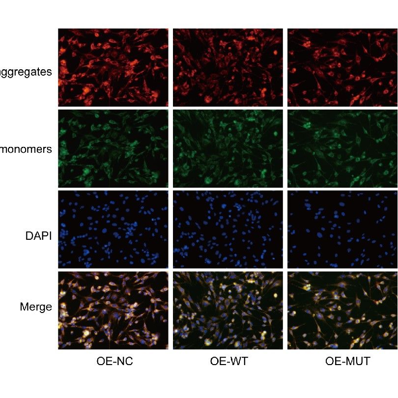 細胞活性氧檢測