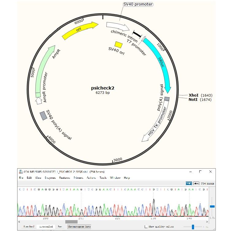 雙熒光素酶載體構建