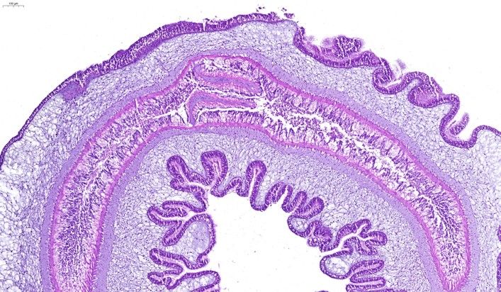 海腎腸道HE染色