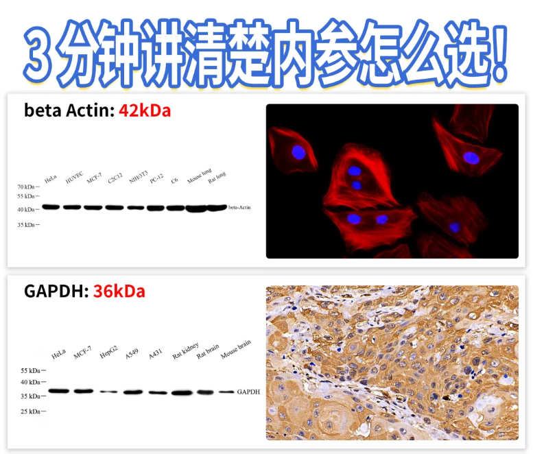 15 分鐘 WB 內(nèi)參突破！噗啦噗啦實(shí)驗(yàn)室染液刷新效率天花板